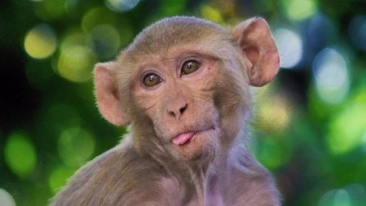 Primera muerte humana por el virus del mono B: ¿qué es este virus y cuáles son sus síntomas?