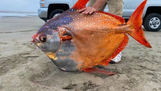 Misterio por un pez gigante que apareció en la costa del norte de Estados Unidos