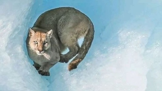 Filman a un puma sobre un iceberg en el Parque Nacional Los Glaciares