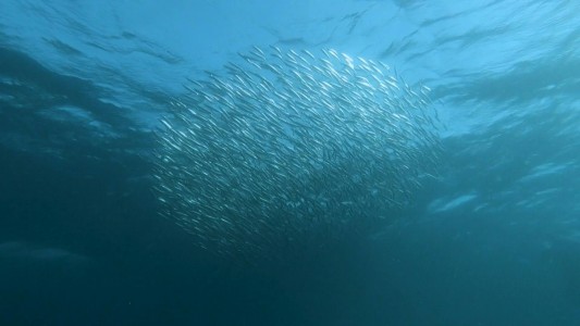 Así es la impresionante carrera que moviliza a millones de sardinas