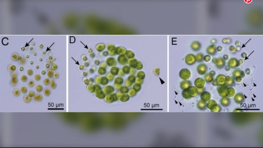 Descubren la primera especie con tres sexos distintos