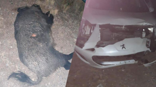 Demandan por $2.400.000 a la provincia luego de chocar contra un jabalí