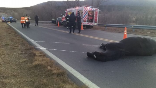 Chocó su auto contra un caballo y murió