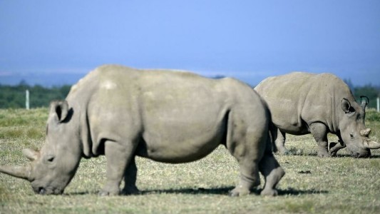 Lograron crear 12 embriones para salvar al rinoceronte blanco del norte