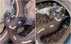 Video de terror: el momento en que una serpiente de dos cabezas se come a dos ratones al mismo tiempo