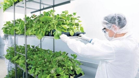 Vacuna vegetal: el estudio que ya cuenta con 6000 vacunados en el país