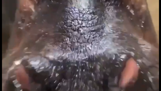 Los animales celebraron el día de la sandía