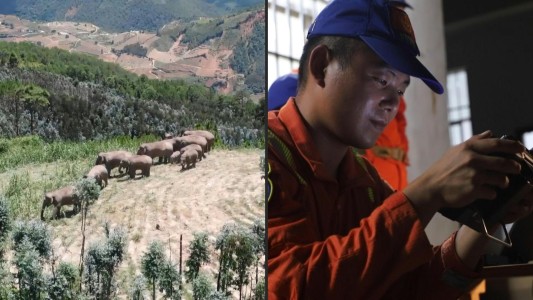 China usa drones para conducir a elefantes de vuelta a casa