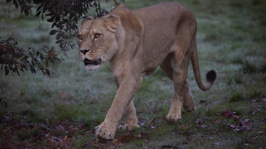 En Tanzania: leones mataron a tres niños en una reserva natural