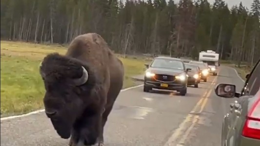 Un enorme bisonte causa un embotellamiento