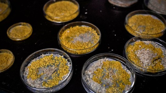 La Estación Espacial Internacional recibe al organismo unicelular "blob" para realizar un experimento educativo en Francia