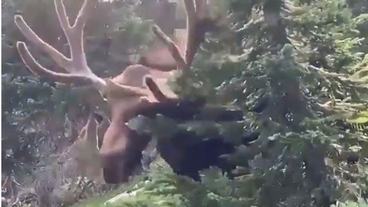 El momento en que un enorme alce ataca a un turista