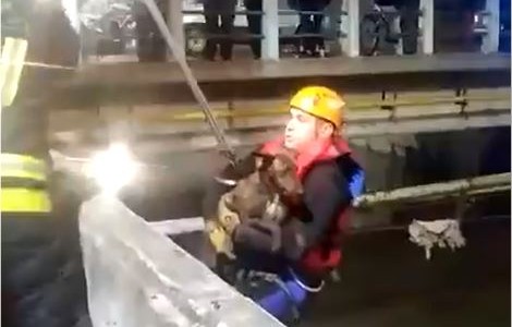 El momento en que los bomberos rescatan a un perro atrapado