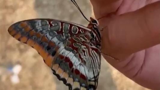 El momento en que una mariposa toma agua tras salvarse del incendio forestal