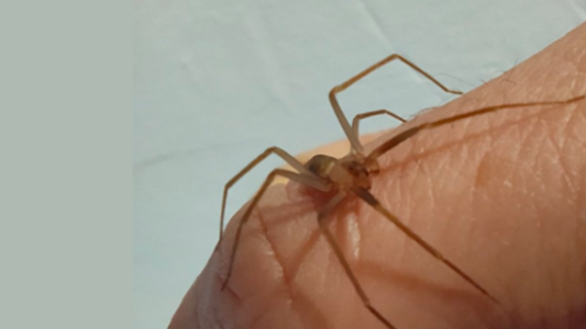 Un turista perdió dos dedos por la picadura de una araña