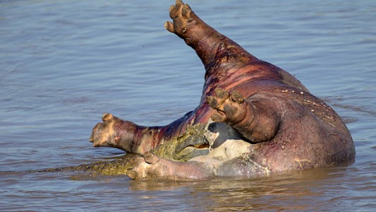 Vertido tóxico provoca la muerte de hipopótamos