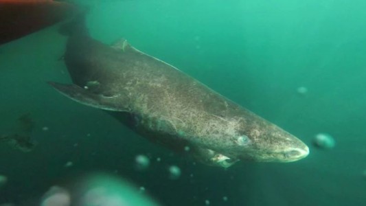 Un tiburón nacido en 1505 es el animal más viejo del mundo