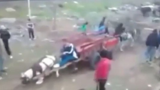 Video: Rescatan a 22 caballos que eran explotados para hacer cinchadas entre narcos