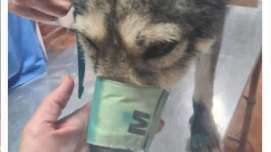 Enganchó a su perro al auto y  lo arrastró más de 500 metros, una mujer intervino en defensa del animal