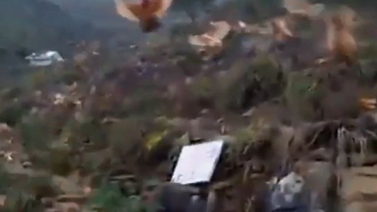 Insólito: un granjero logró entrenar a sus pollos