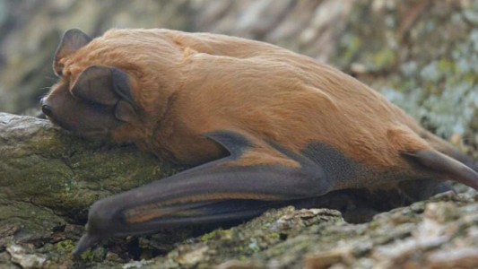Identificaron una nueva especie de murciélago en Santa Fe