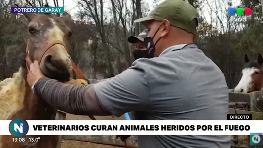 Voluntarios asisten a animales que sobrevivieron a los incendios