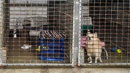 Mataron a un tiros a perros de un refugio a raíz de las restricciones por el coronavirus