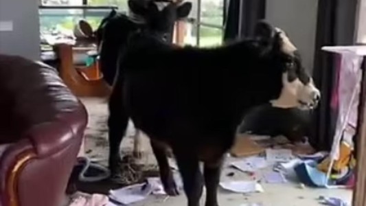 Video: volvió a su casa y encontró que sus dos vacas se la habían destrozado