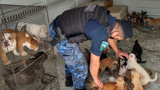 Desbarataron un criadero de perros en Salsipuedes