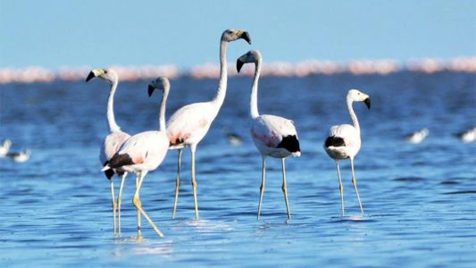 Ansenuza: será parque nacional