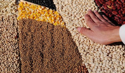 Arca de Noé vegetal: Un proyecto conserva semillas nativas en El Salvador para mitigar problemas del cambio climático