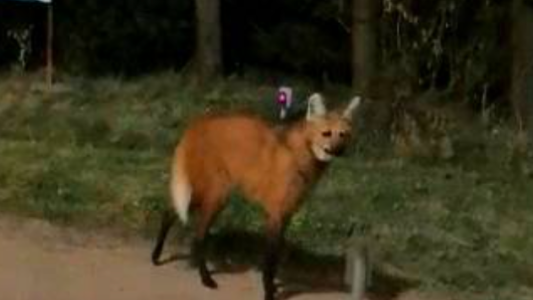 Video documento: lograron filmar al animal que inspiró la leyenda del lobizón