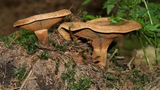 Nene evacuado de Afganistán murió en un centro de inmigrantes en Polonia tras comer hongos venenosos