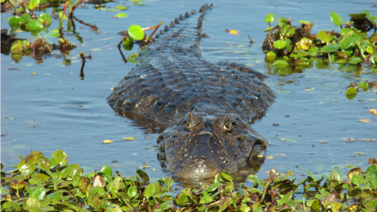 Se investiga la presencia de crías de yacaré en una laguna cercana a Villa María