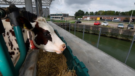 Video: así es la primera granja flotante de vacas