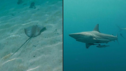 Más de un tercio de las especies de tiburones está bajo amenaza