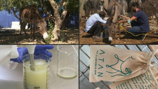 Furor por un jabón fabricado con leche de burra