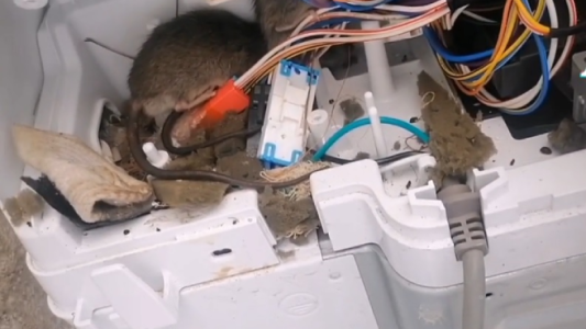Video de terror: abrió un lavarropas para arreglarlo y se encontró con un nido de ratas