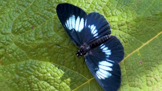 El hombre que dedica su vida a fotografiar mariposas