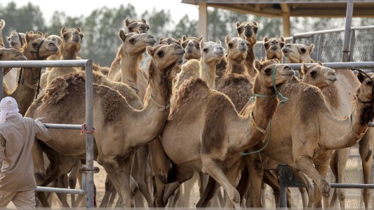 Camellos clonados para ganar carreras y concursos de belleza