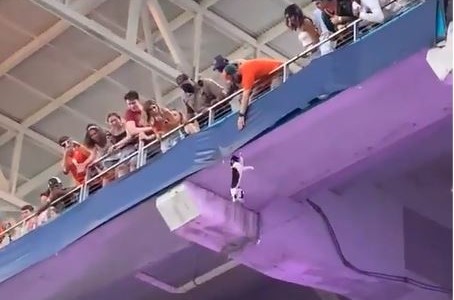El público rescata a un gato que queda colgando de la tribuna en un estadio