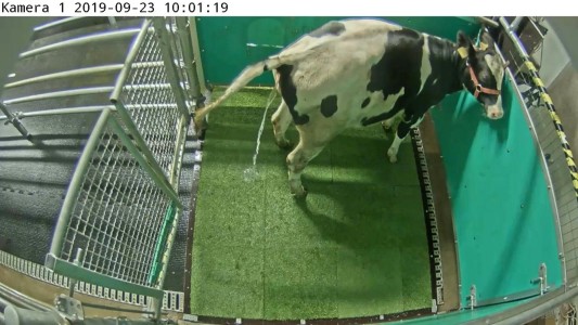 Esta vaca aprendió a ir al baño