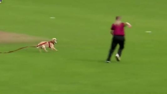 Video: Un perro sorprendió en una semifinal de cricket y se robó la pelota