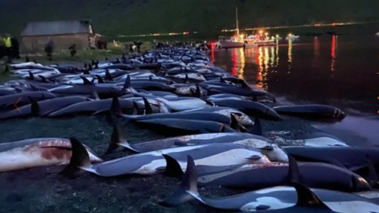 Así fue la matanza de más de 1.400 delfines en una polémica cacería