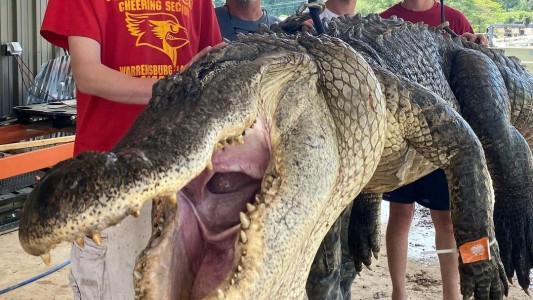 "La sorpresa del año": cazaron un cocodrilo y le cortaron el estómago