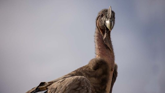 Liberaron con éxito a siete crías de cóndores, la suelta más grande realizada en Argentina (1)
