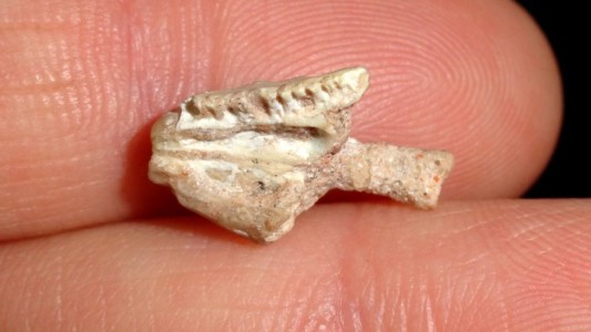 Con un pequeño resto fósil perdido durante 30 años prueban la existencia de un lagarto del Mesozoico