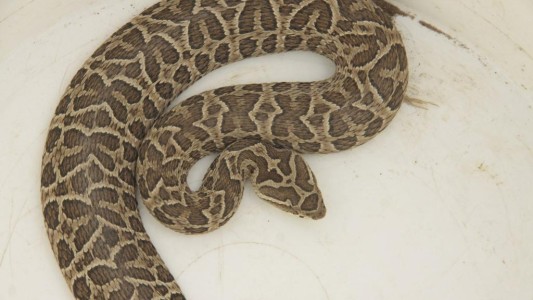 Apareció una víbora cascabel en Claromecó y mordió a tres perros