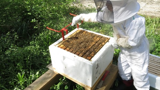 Realizan un "abejazo" contra el uso intensivo de agroquímicos
