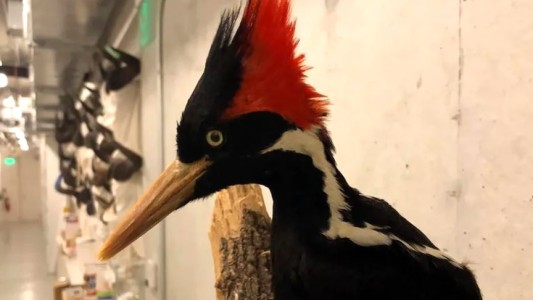 Estados Unidos declaró extinto al pájaro carpintero real y a otras 22 especies